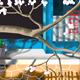 http://art.5d.cn/Arts/155571/4170/29225.gif