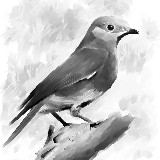 http://art.5d.cn/Arts/310409/9422/71932.gif