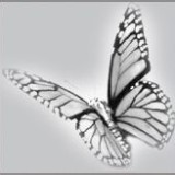 http://art.5d.cn/Arts/320712/11745/85563.gif