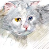 http://art.5d.cn/Arts/323038/11681/83241.gif