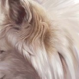 http://art.5d.cn/Arts/327940/12710/90002.gif