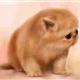 http://art.5d.cn/Arts/69934/4985/38520.gif