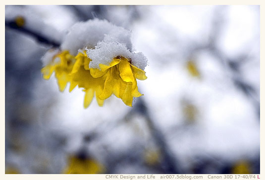 头上雪，墙外香-3