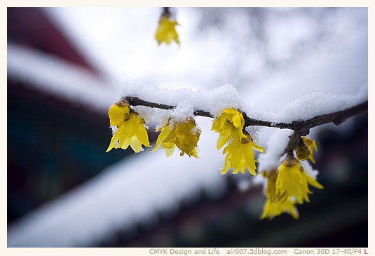 头上雪，墙外香-4