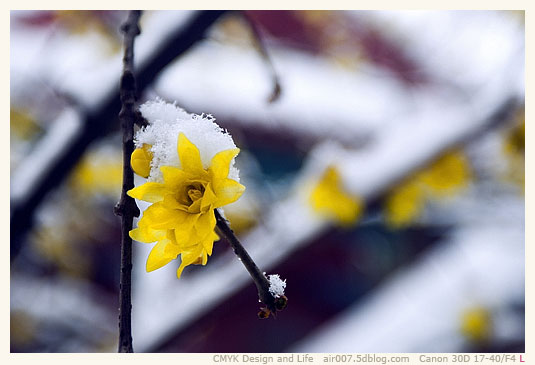 头上雪，墙外香-5