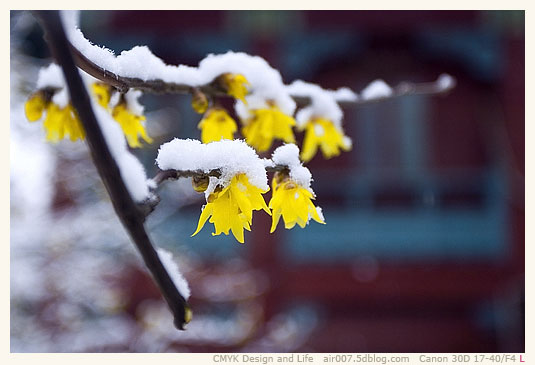 头上雪，墙外香-6