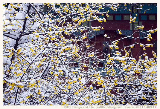 头上雪，墙外香-1