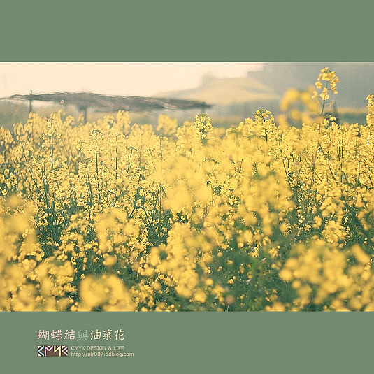 蝴蝶结与油菜花·预告-6