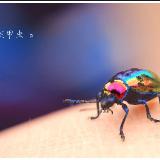 http://art.5d.cn/Thumbnails/2010-07/0JILJRNVWS.gif