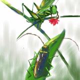 http://art.5d.cn/Thumbnails/2011-10/6EA94XKCXA.gif